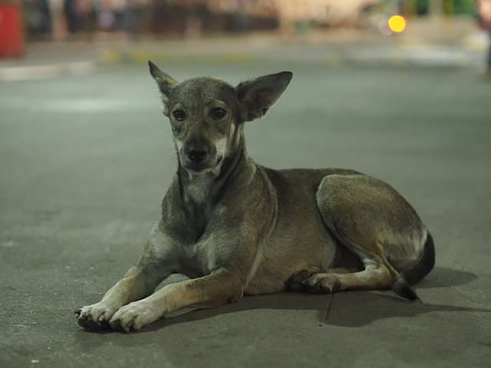 Guardia de seguridad de un centro comercial rompe las reglas para ayudar a un perro sin hogar 7 Franci