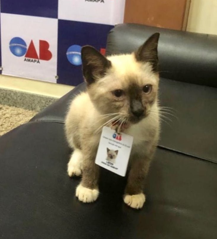 Se quejaron de un gato sin hogar que deambulaba por un bufete de abogados y lo contrataron 11 Gatito sin hogar