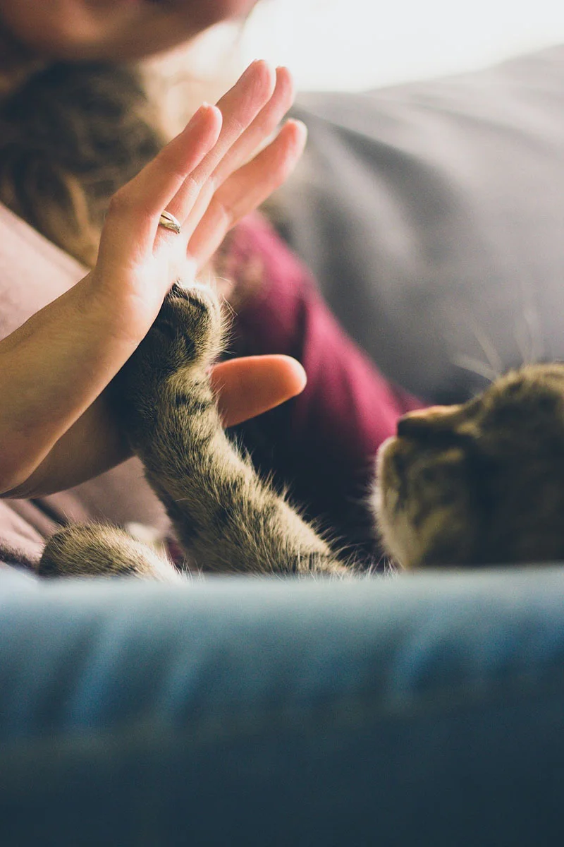 Gato y su dueño Gato y su dueño