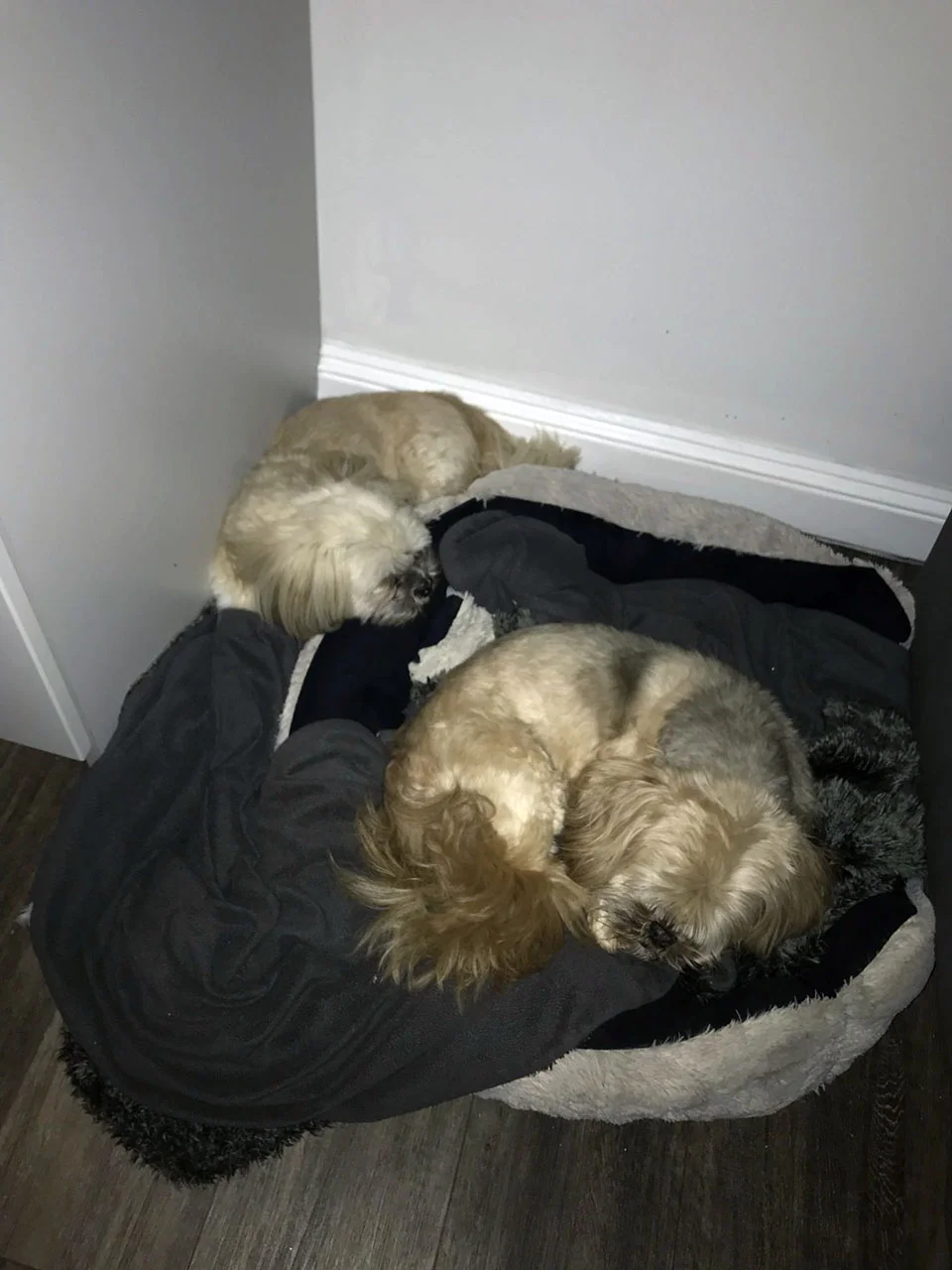 George y Harry durmiendo George y Harry durmiendo