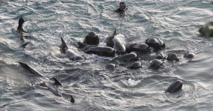 Grupo de delfines se consuelan antes de ser cazados