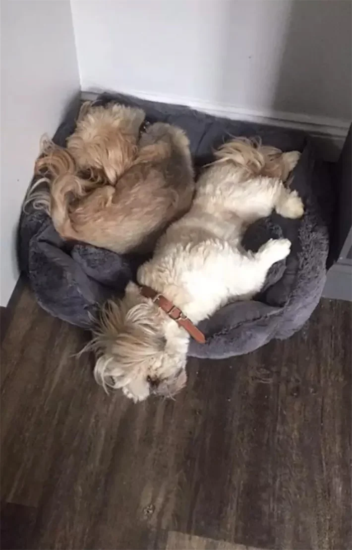 Harry duerme con George Harry duerme con George