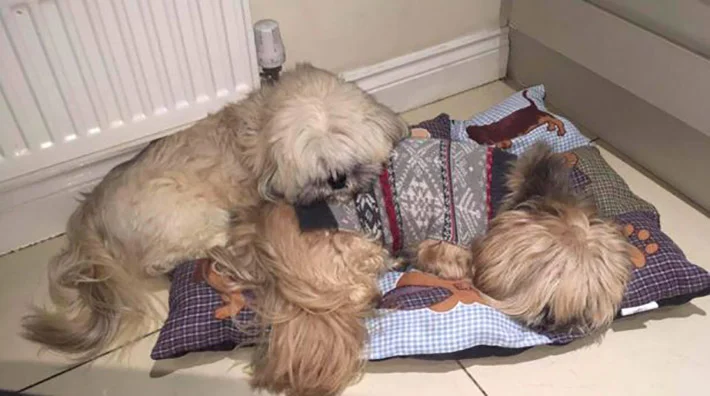 Harry y George Harry y George