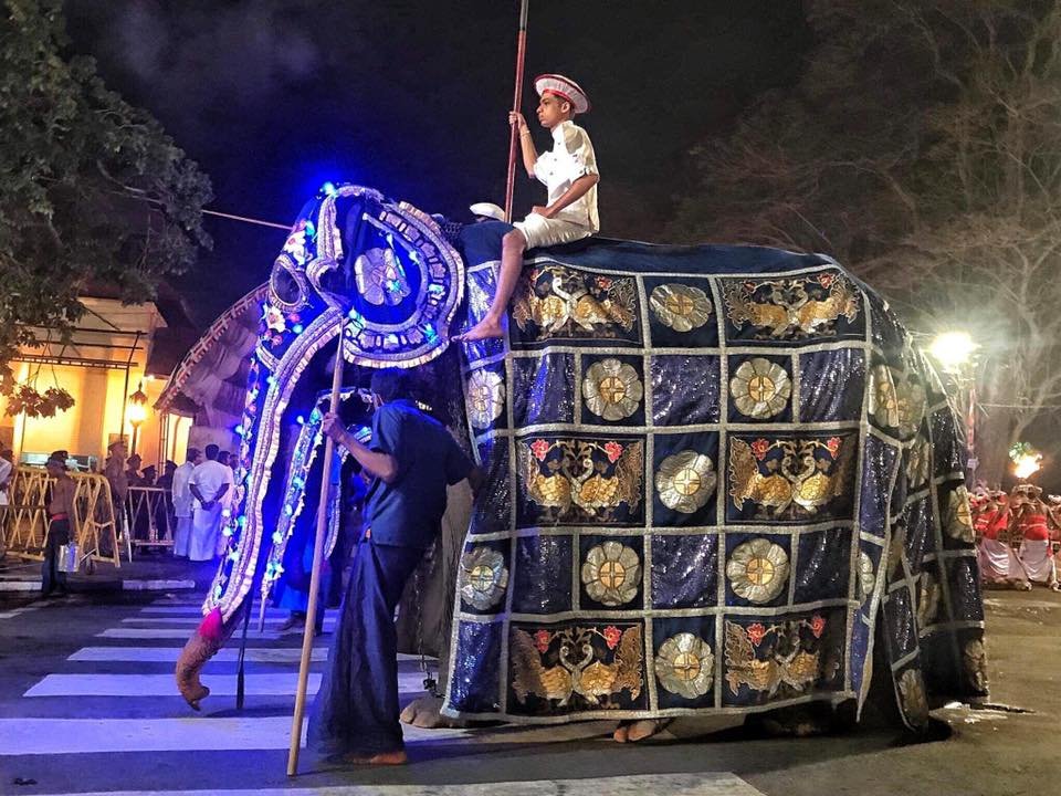 Hombre desfila con elefante