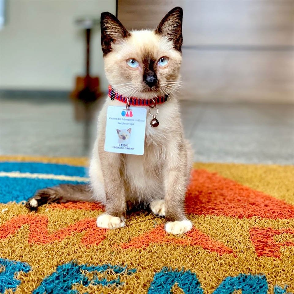 Se quejaron de un gato sin hogar que deambulaba por un bufete de abogados y lo contrataron 13 Leon adoptado por abogados