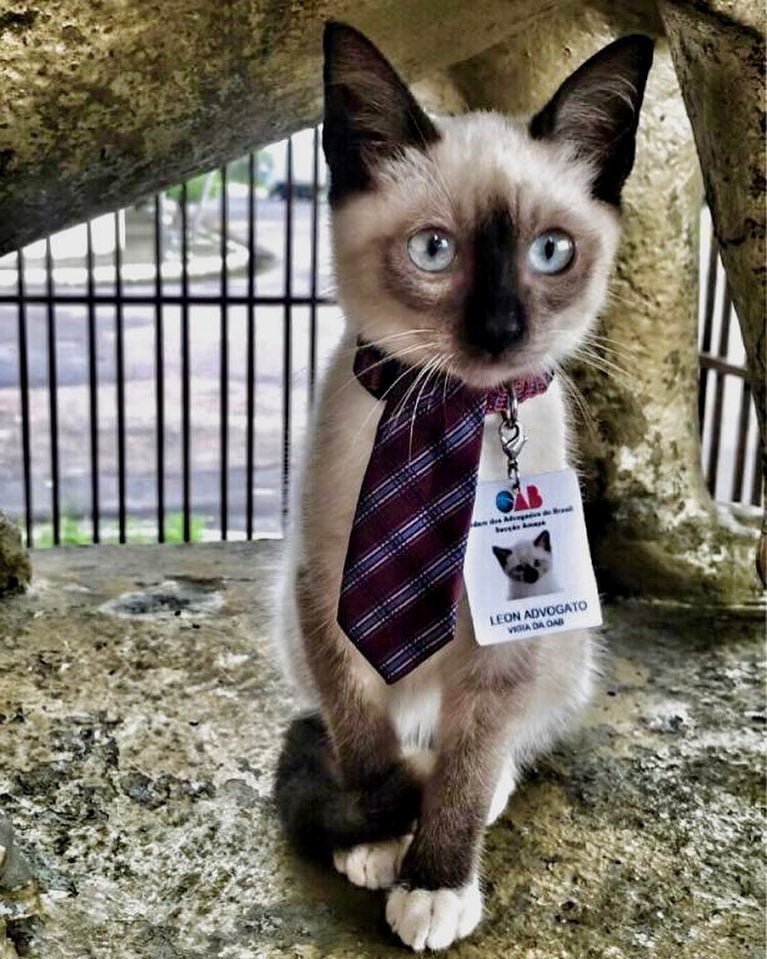 Se quejaron de un gato sin hogar que deambulaba por un bufete de abogados y lo contrataron 19 Leon adoptado