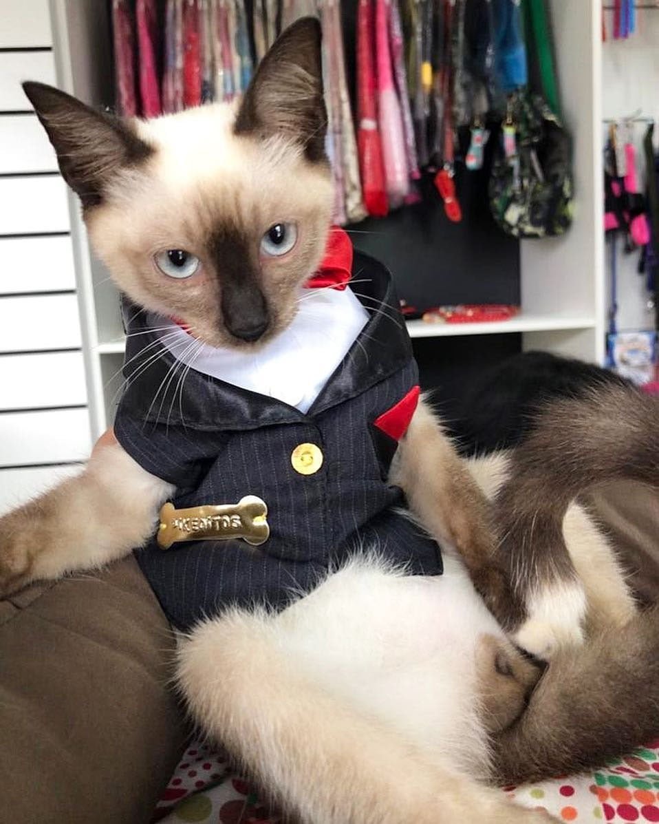 Se quejaron de un gato sin hogar que deambulaba por un bufete de abogados y lo contrataron 14 Leon con traje
