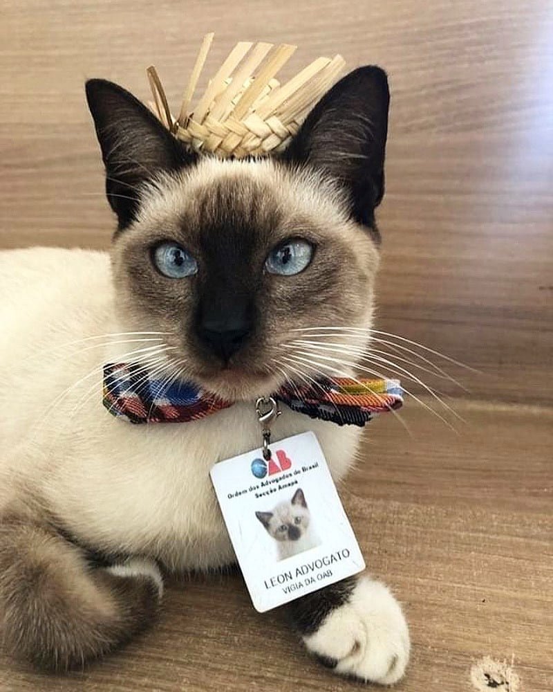 Se quejaron de un gato sin hogar que deambulaba por un bufete de abogados y lo contrataron 20 Leon es feliz