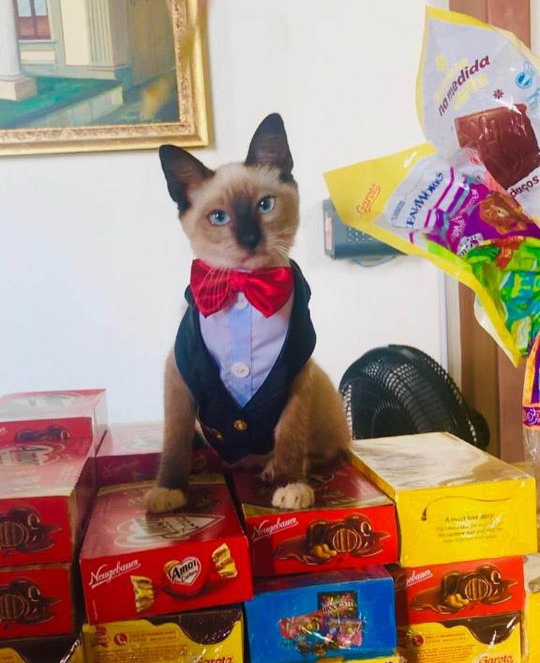 Se quejaron de un gato sin hogar que deambulaba por un bufete de abogados y lo contrataron 15 Leon feliz