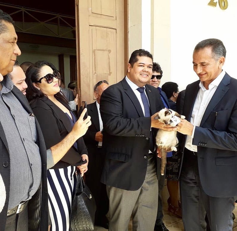 Se quejaron de un gato sin hogar que deambulaba por un bufete de abogados y lo contrataron 17 Leon y abogados