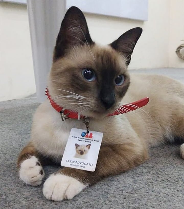 Se quejaron de un gato sin hogar que deambulaba por un bufete de abogados y lo contrataron 18 Leon