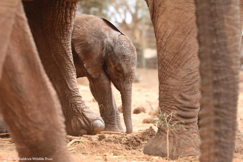 Lili bebé elefante Lili bebé elefante