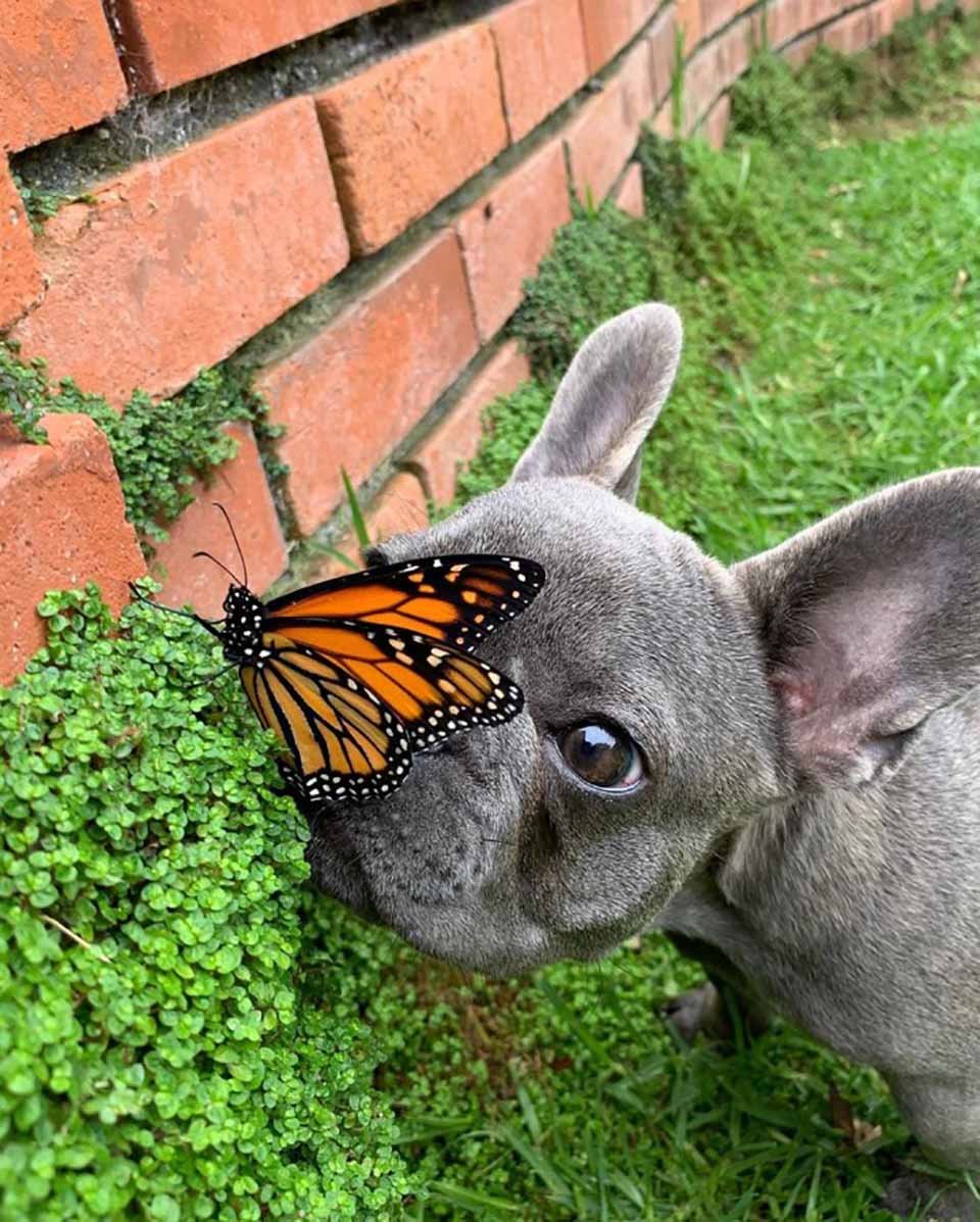 Perrito curioso se hizo amigo de una mariposa y sus fotos son adorables 9 Mariposa en la nariz de perrito