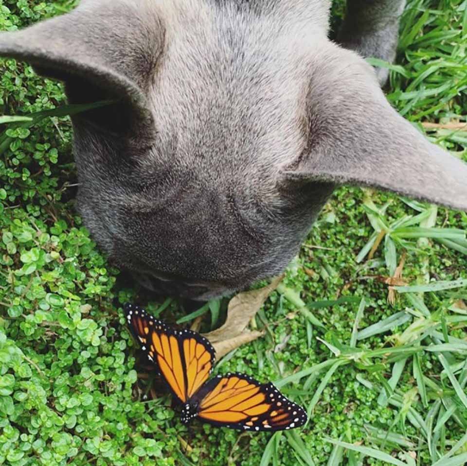 Perrito curioso se hizo amigo de una mariposa y sus fotos son adorables 10 Mariposa