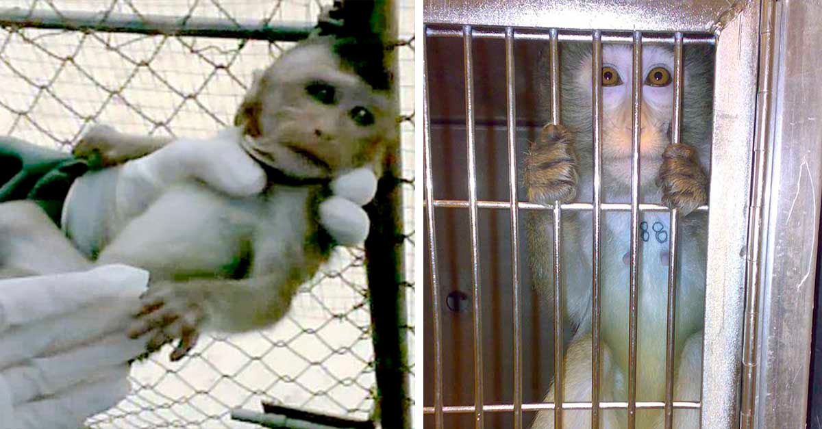 Mono bebé tembloroso lo retiran de sus padres para usarlo en laboratorio
