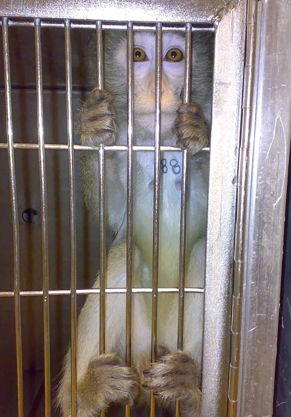 Mono en jaula de laboratorio