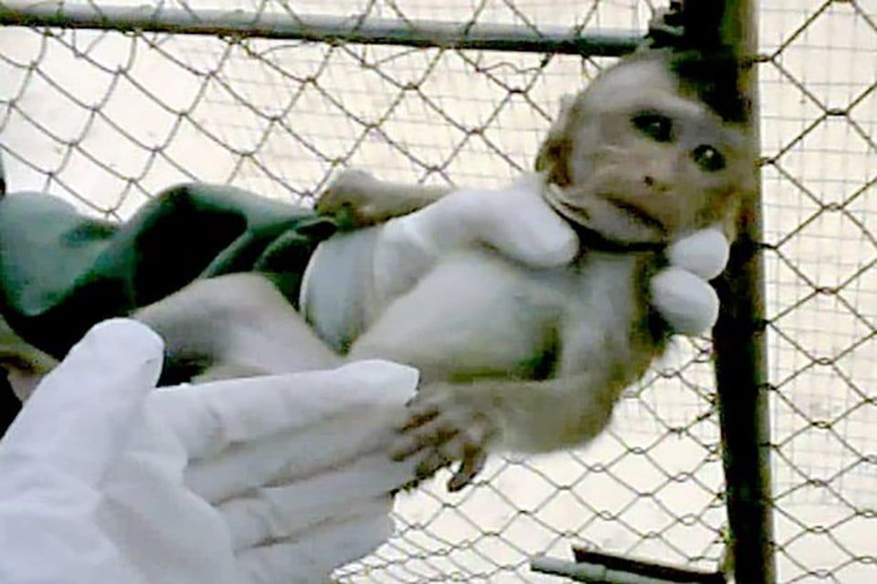 Mono en laboratorio