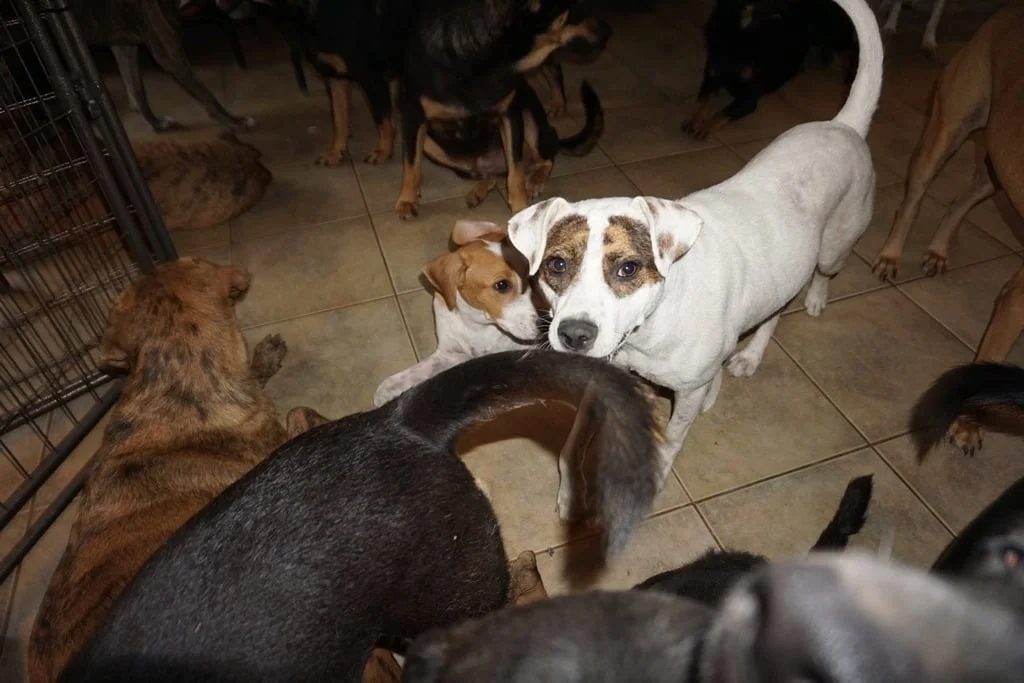 Mujer refugia a 97 perros en su casa