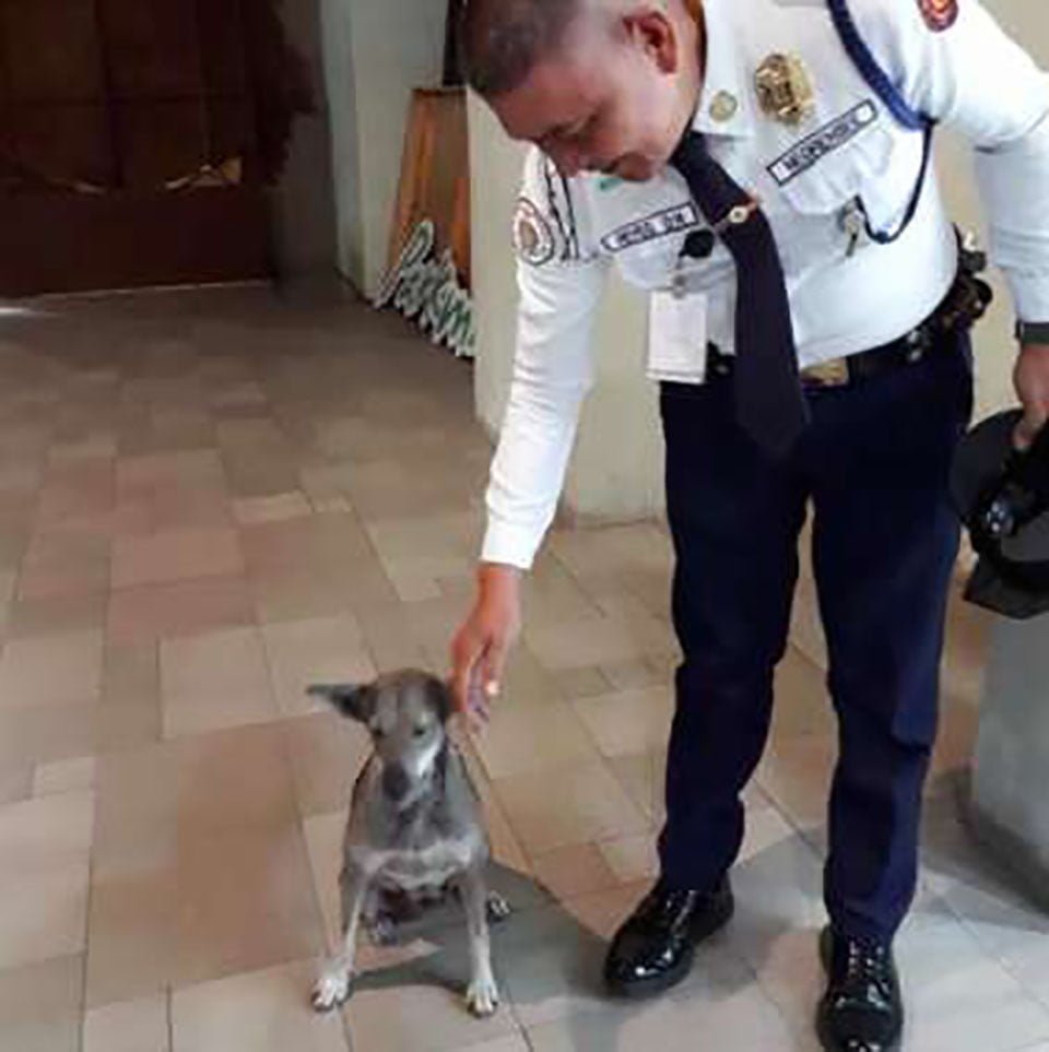 Guardia de seguridad de un centro comercial rompe las reglas para ayudar a un perro sin hogar 8 Perrita recibe cariño de parte de un guardia de seguridad