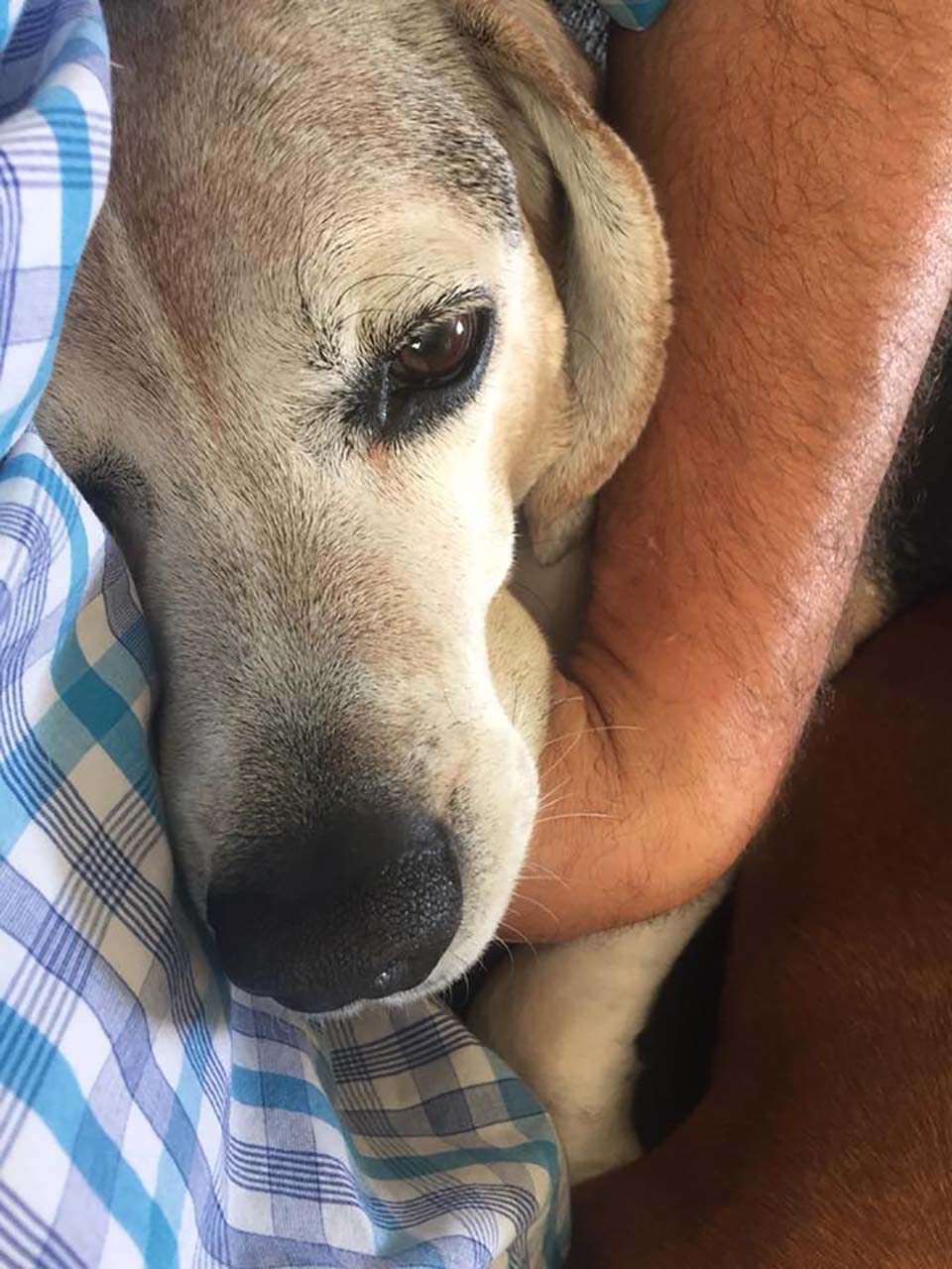 Hombre abre un asilo para perros que fueron abandonados en su vejez 7 Perrito recibe abrazo y cariño