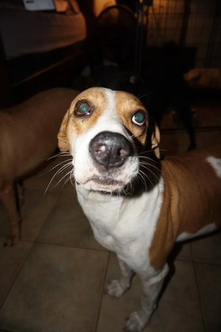 Perrito rescatado
