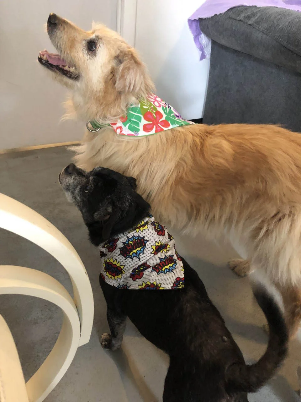Hombre abre un asilo para perros que fueron abandonados en su vejez 4 Perritos con accesorios en el cuello
