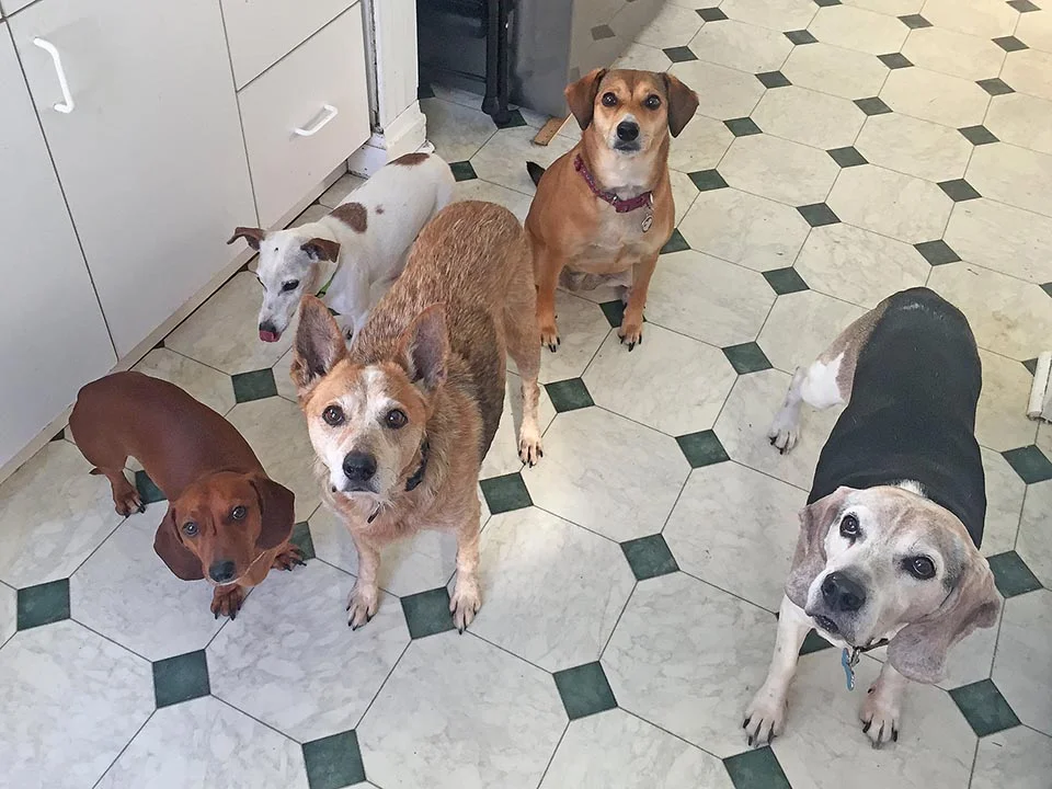 Hombre abre un asilo para perros que fueron abandonados en su vejez 3 Perritos en hogar