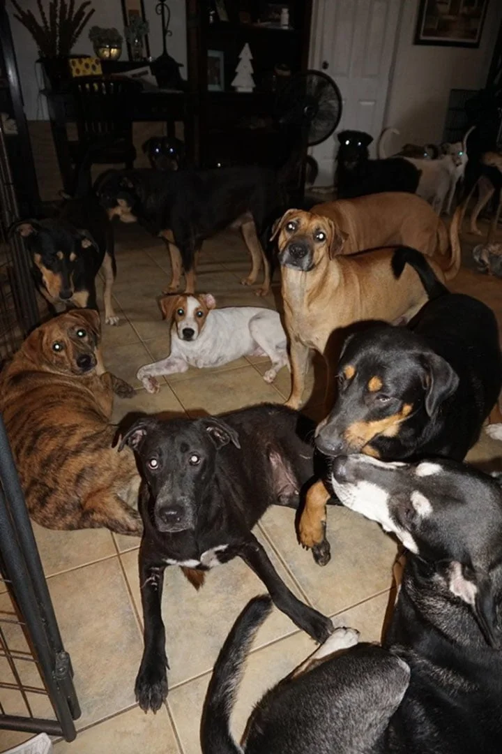 Perritos rescatados
