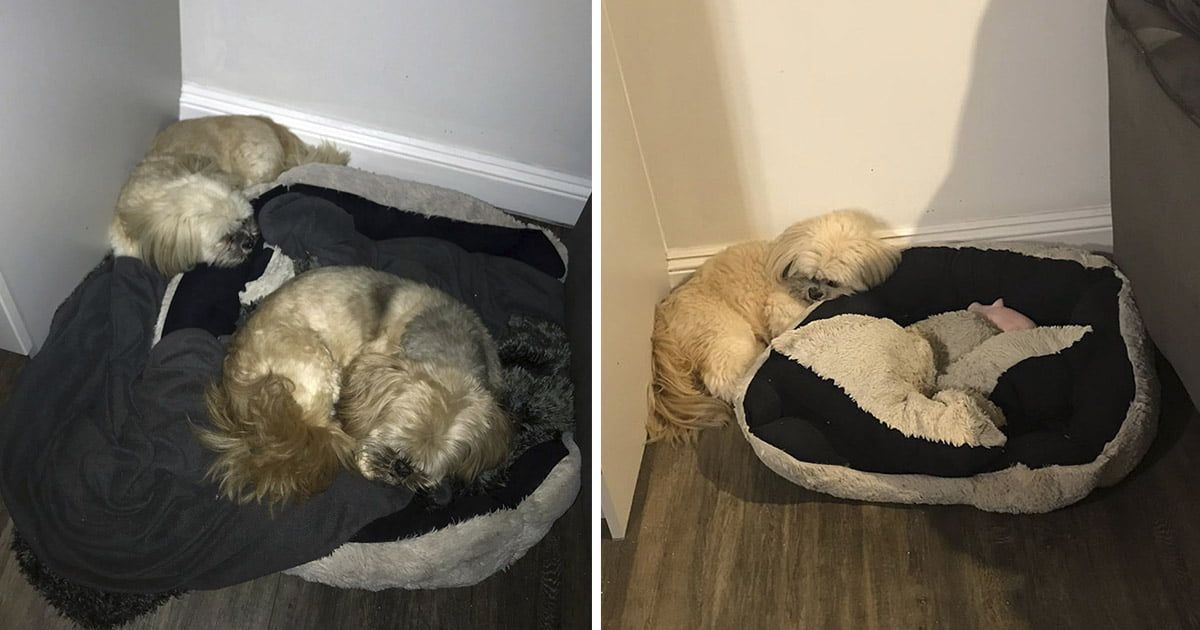 Perro deja espacio para dormir en su cojín a su mejor amigo fallecido