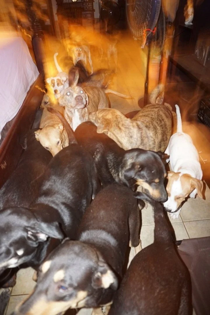 Perros e la habitación