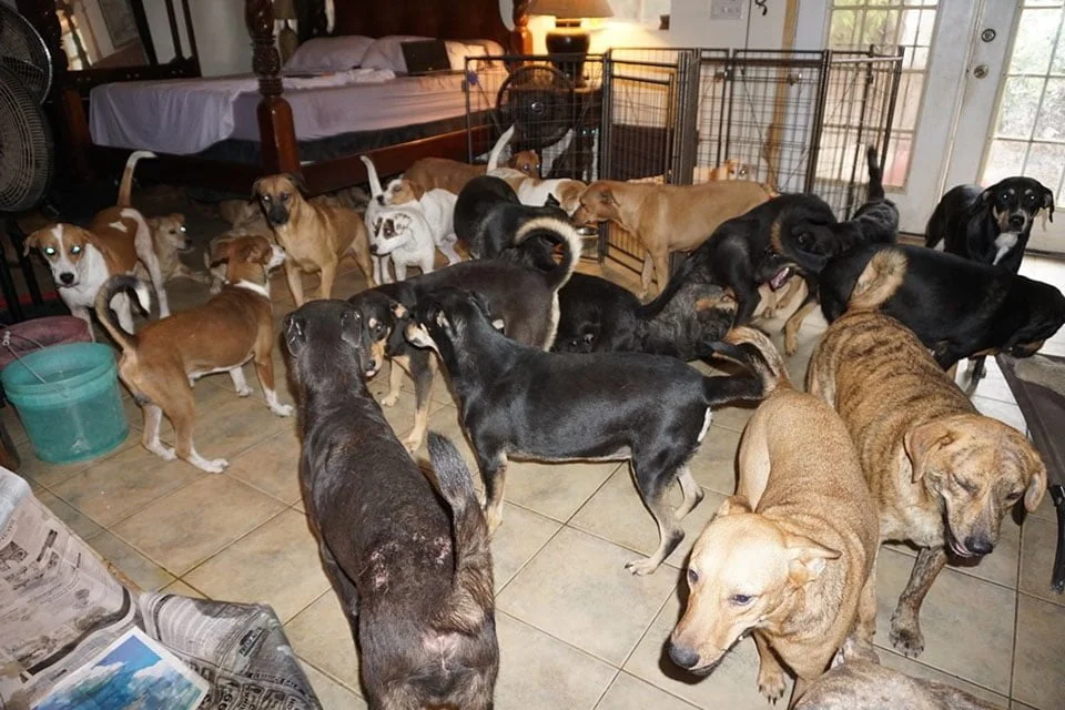Perros en casa de Chella