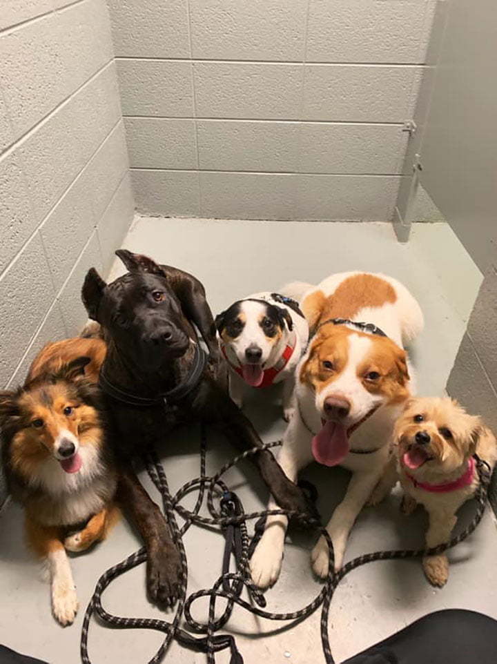 Perros esperan en el baño