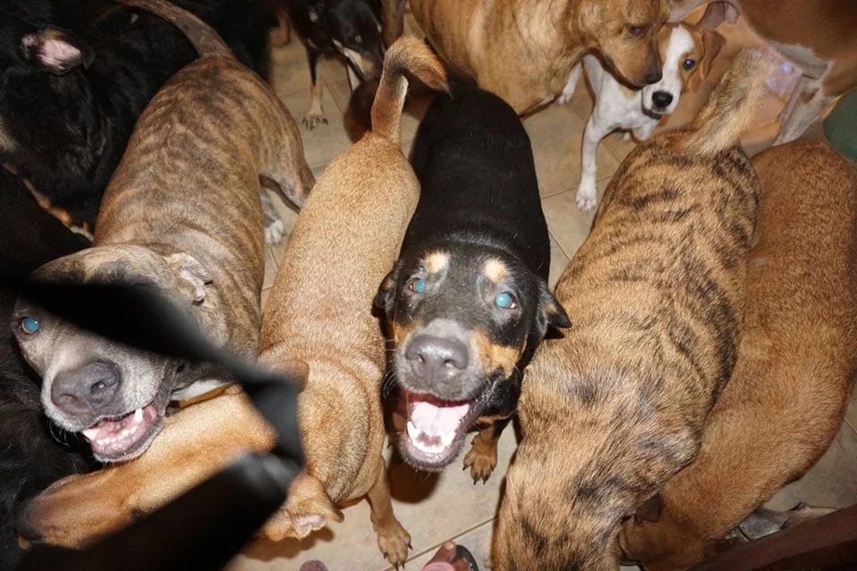 Perros felices de ser rescatados