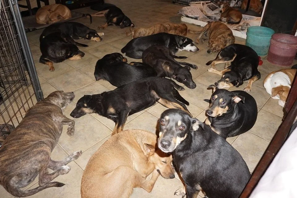 Perros rescatados