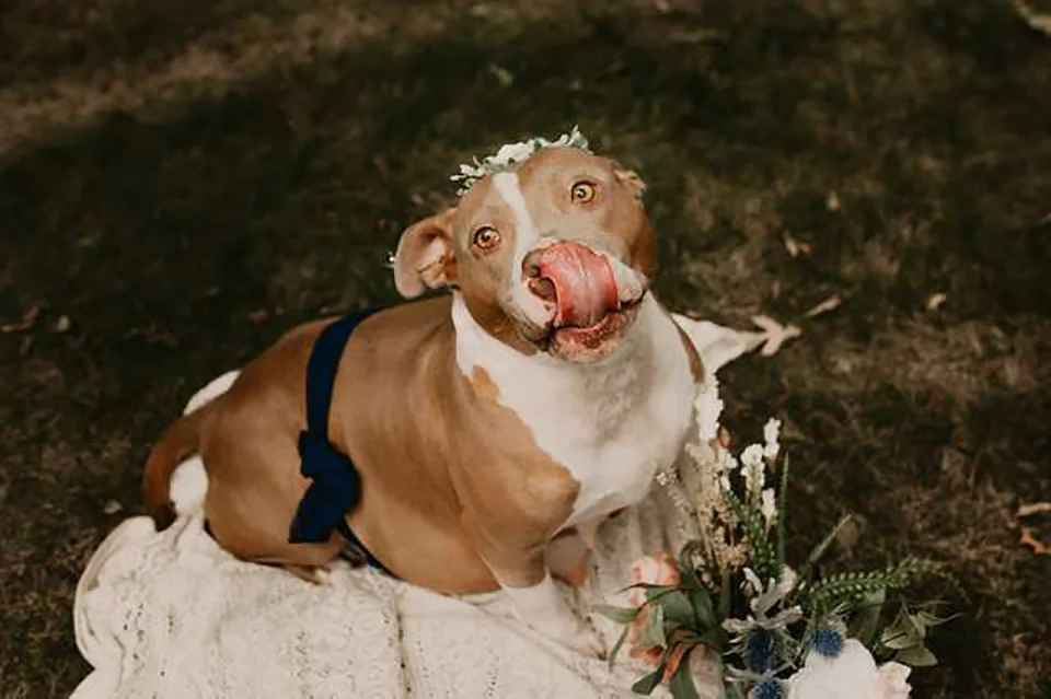 Rescued pitbull prepares for a photo shoot