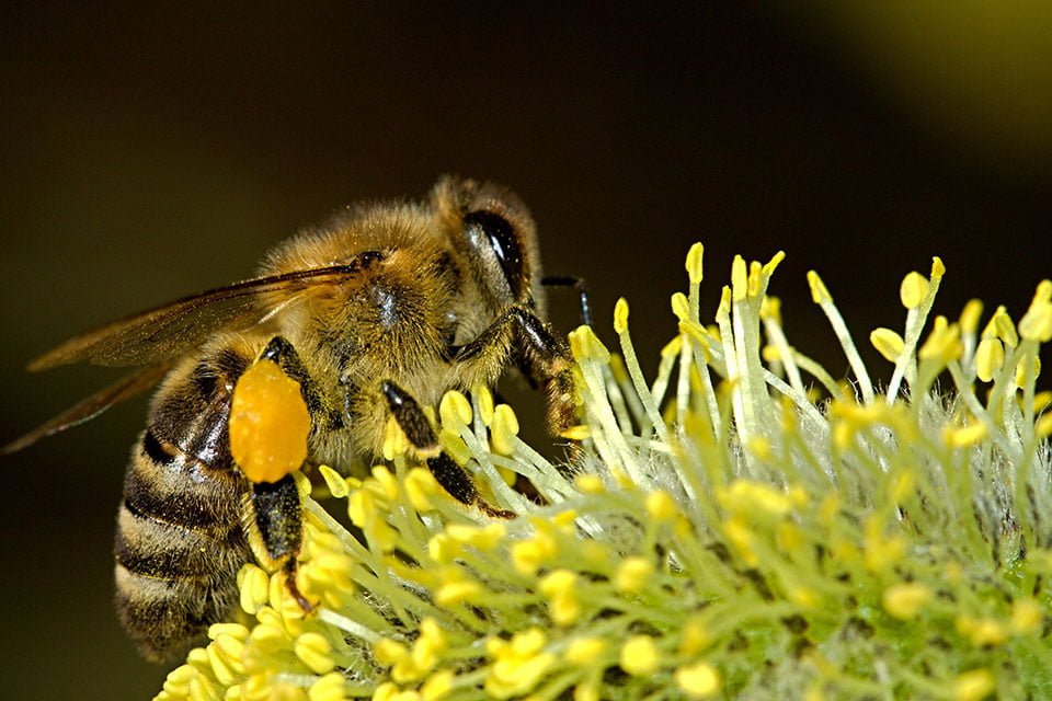 Abejas