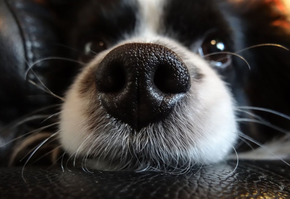 Estudios revelan que tener un perro reduce el riesgo de muerte prematura 3 Animal de compañía