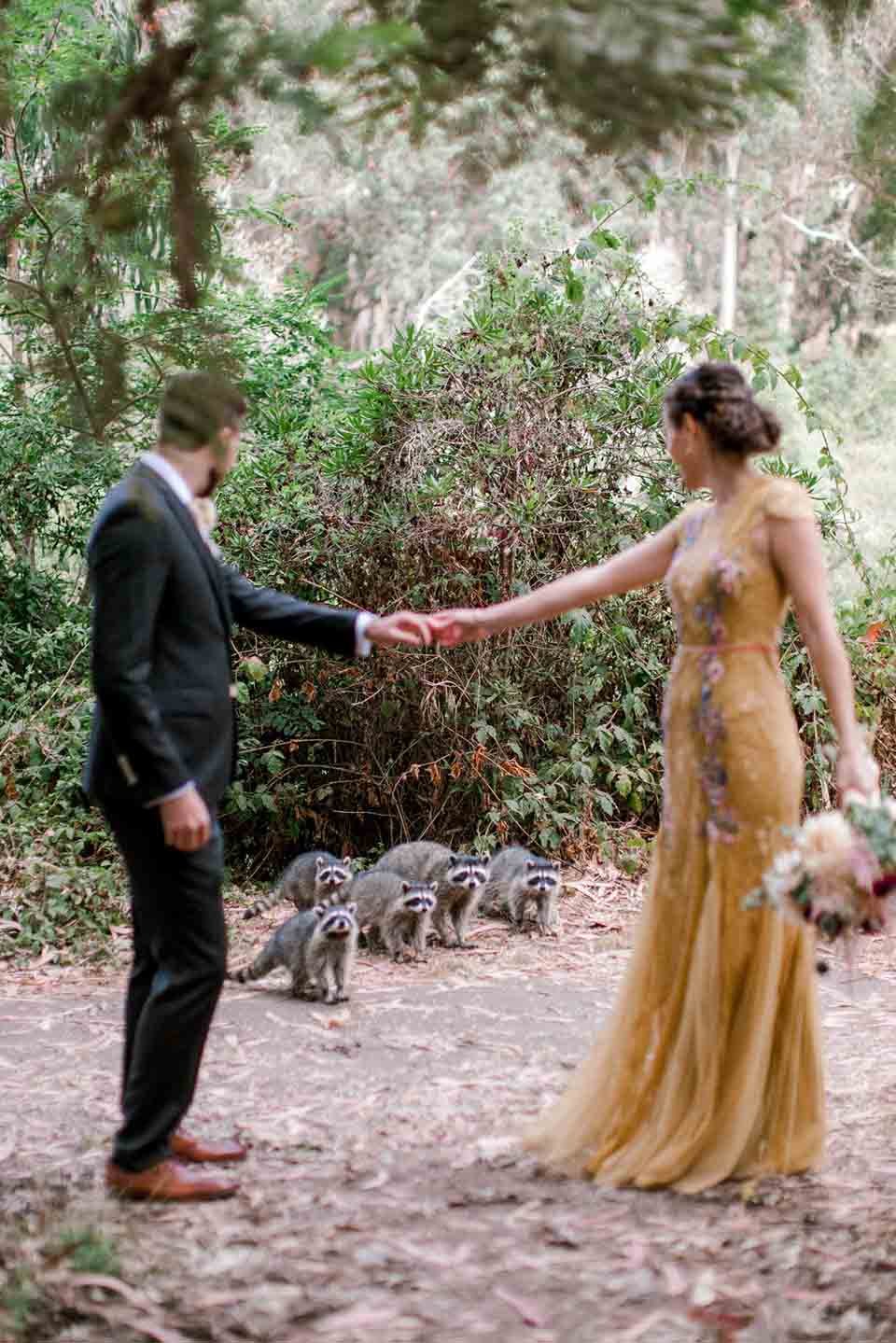 Cuadrilla de adorables mapaches se cruzan en sesión fotográfica de la boda de una pareja 12 Aparecen mapaches en sesión de fotos