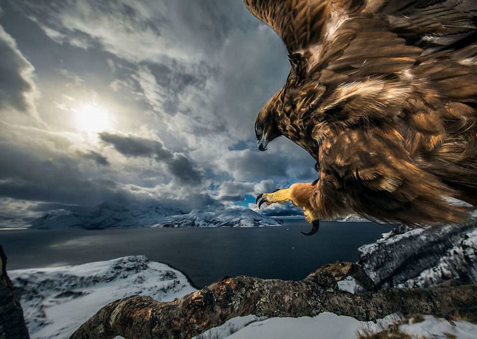 Mira las mejores fotos de la vida silvestre en 2019 14 Audun Rikardsen
