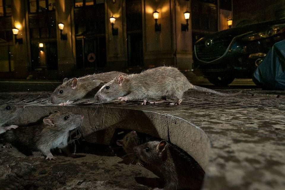 Mira las mejores fotos de la vida silvestre en 2019 13 Charlie Hamilton James