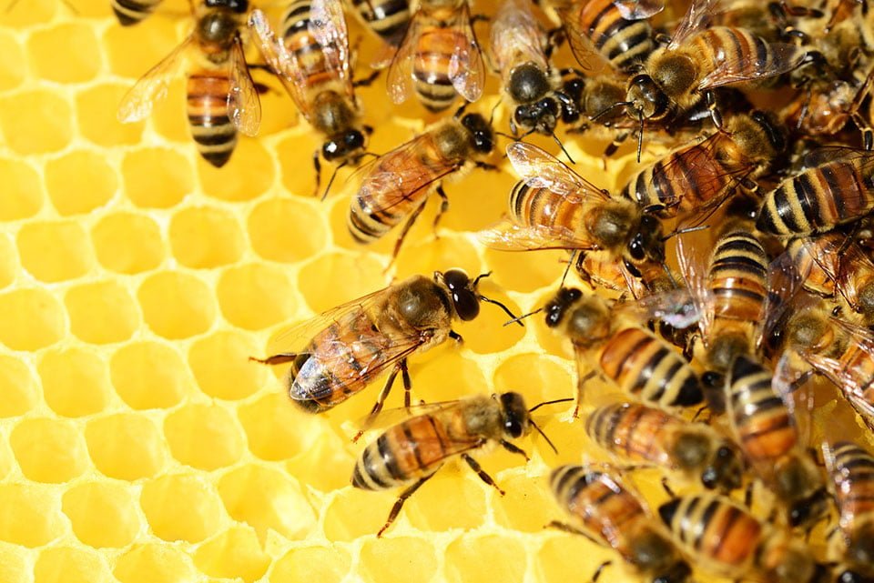 Colmena de abejas