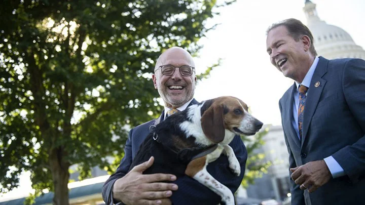 Crueldad animal Crueldad animal