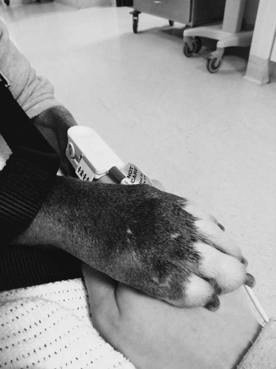 Perro se niega a dejar la habitación de mamá en el hospital después de salvarle la vida 13 Darcy y Ruby