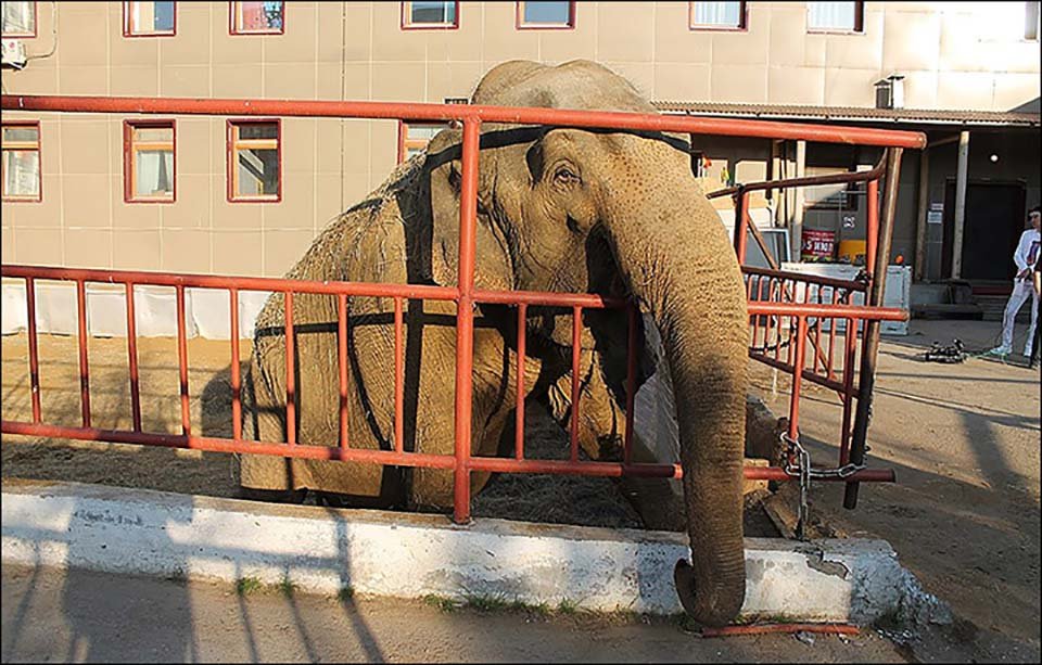 Elefante encerrado
