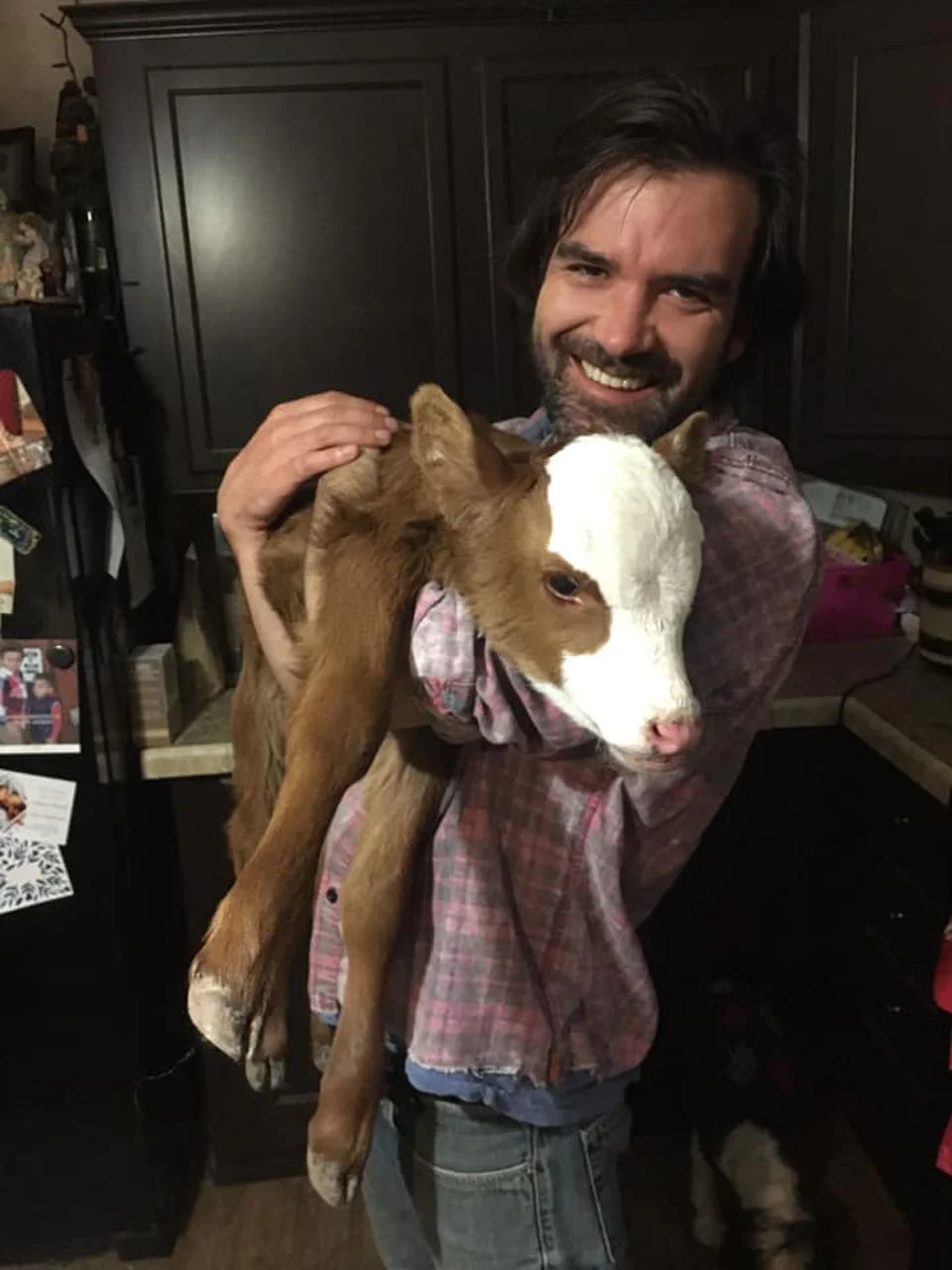 Vaca bebé rescatada le encanta dormir acurrucada en la cama del perro 6 Esposo de Henry