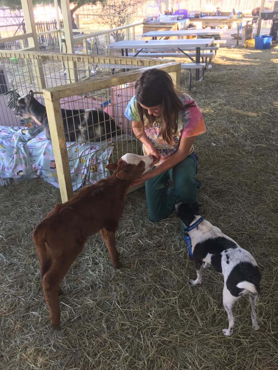 Vaca bebé rescatada le encanta dormir acurrucada en la cama del perro 16 Henry