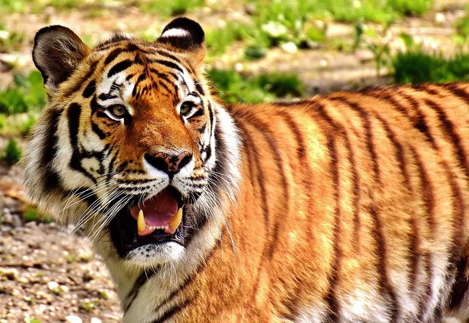 86 tigres rescatados del Templo del Tigre en Tailandia murieron bajo custodia del gobierno 6 Hermoso tigre
