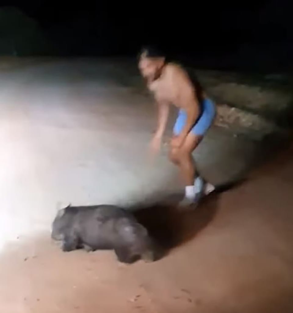 Policía fuera de servicio ataca a un wombat aterrorizado golpeándolo repetidamente con una piedra mientras se ríe 7 Hombre mata a wombat