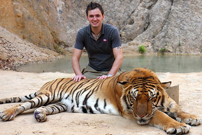 86 tigres rescatados del Templo del Tigre en Tailandia murieron bajo custodia del gobierno 5 Hombre se toma foto con tigre
