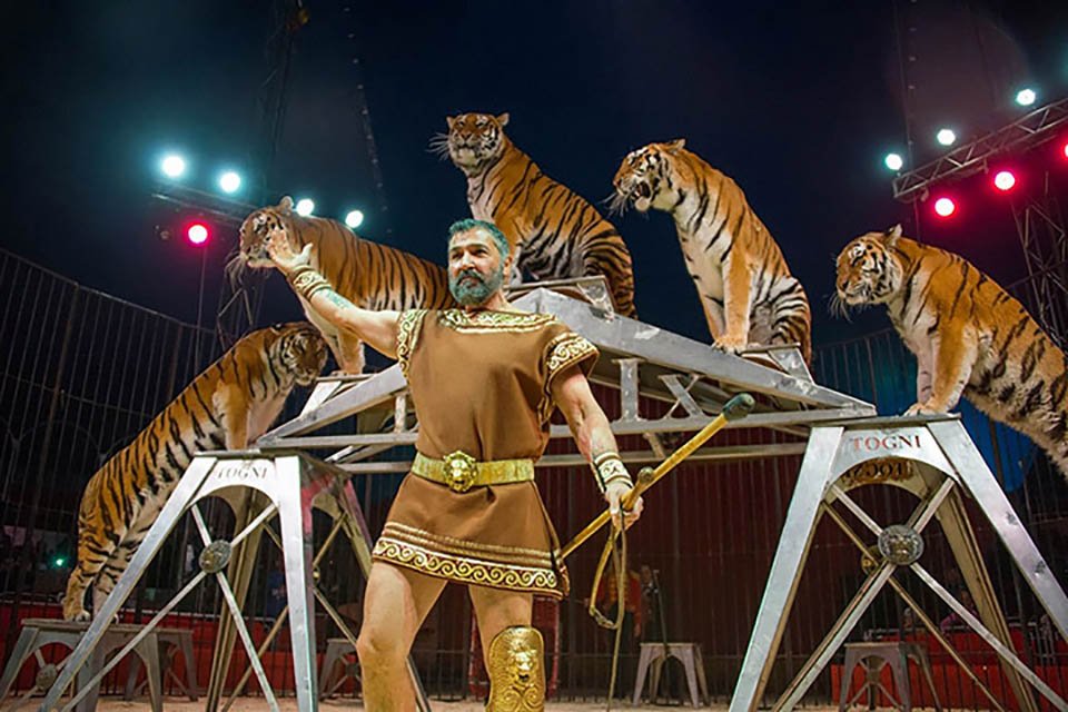 Francia prohibirá los animales salvajes en circos y parques acuáticos 11 Hombre y tigres en el circo